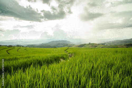 Rice fields in the countryside of Thailand