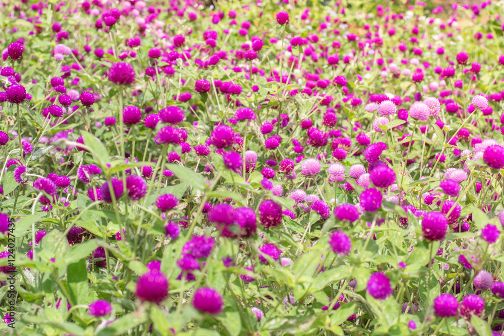 Fototapeta premium Amaranth purple background green,purple