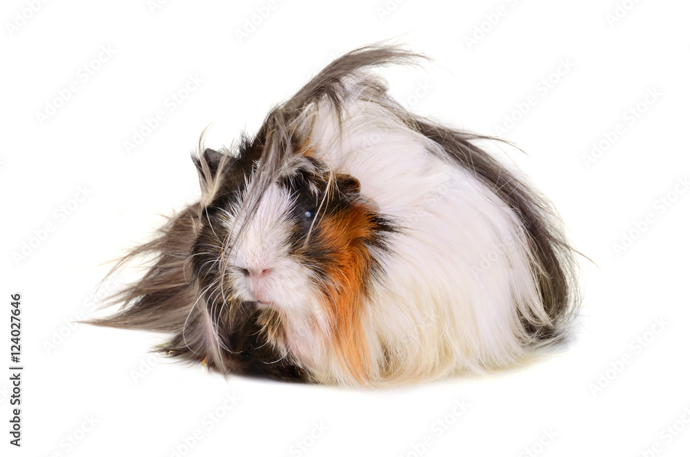 Big guinea pig Big guinea pig
