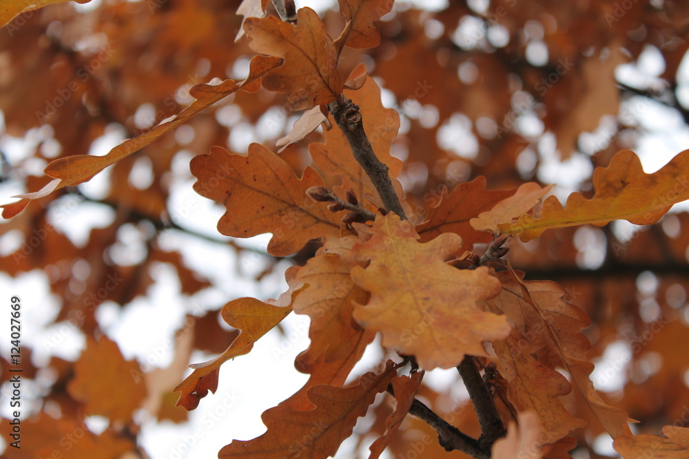 Fototapeta premium Rusty autumn oak leaves