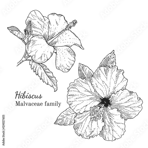 Ink hibiscus herbal illustration. Hand drawn botanical sketch style. Absolutely vector. Good for using in packaging - tea, condinent, oil etc - and other applications