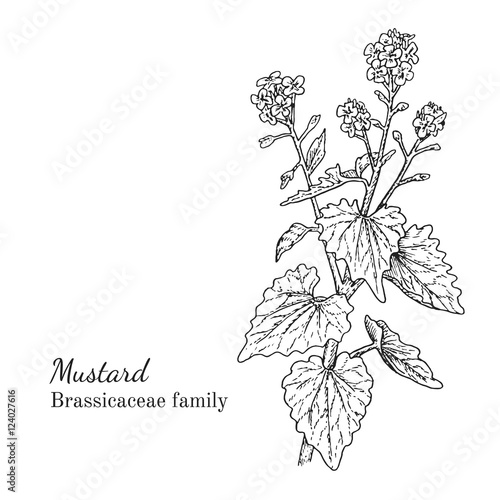 Ink mustard herbal illustration. Hand drawn botanical sketch style. Absolutely vector. Good for using in packaging - tea, condinent, oil etc - and other applications