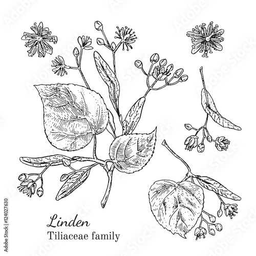 Ink linden herbal illustration. Hand drawn botanical sketch style. Absolutely vector. Good for using in packaging - tea, condinent, oil etc - and other applications photo