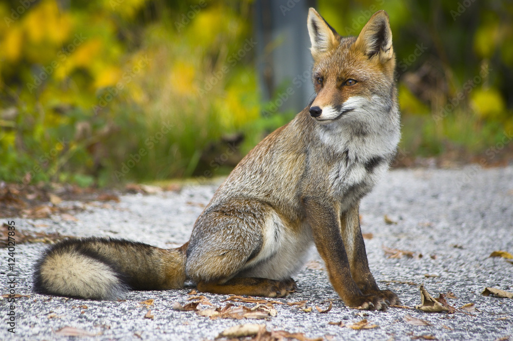 Fototapeta premium Volpe in posa