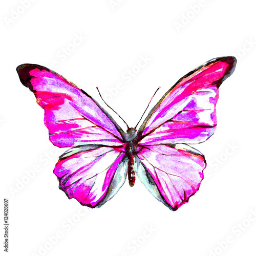 butterfly,watercolor, isolated on a white