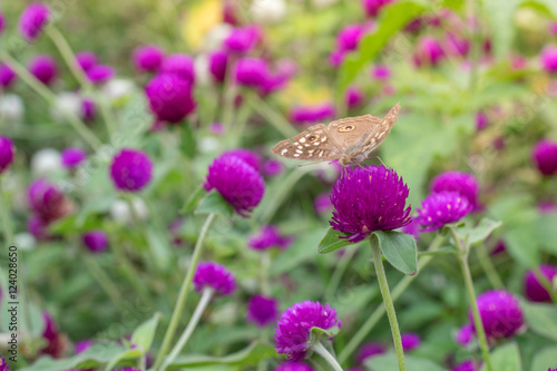 Amaranth purple background green,purple