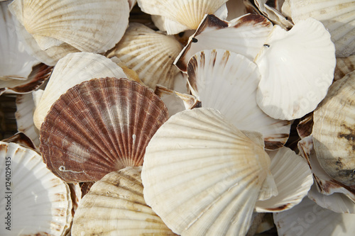 A full page of clam shell background texture