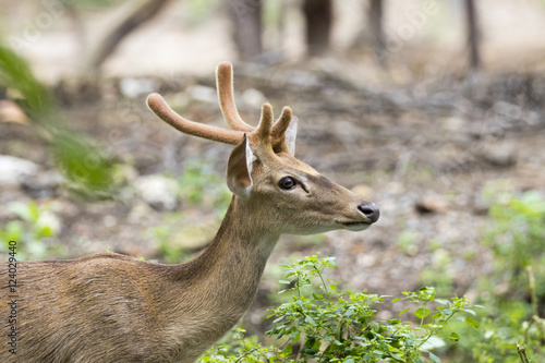 Image of young sambar deer on nature background.