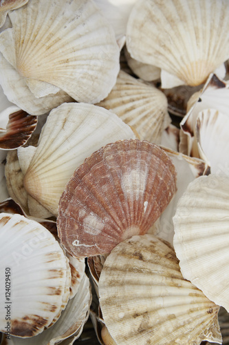 A full page of scallop shell background texture