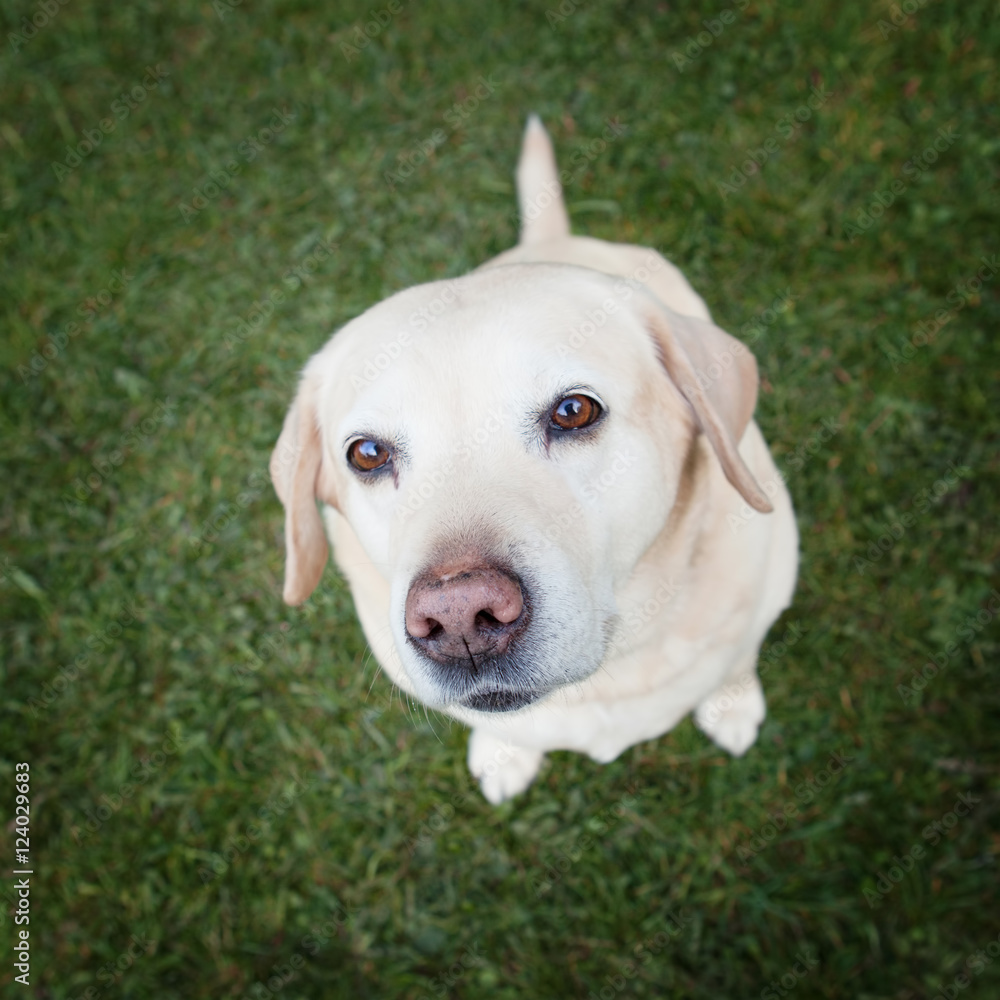 Golden labrador retriever with her sparkling brownish-red eyes l