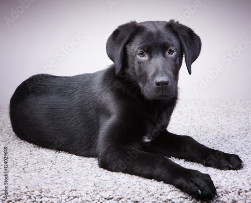 Wallpaper Mural A young black labrador retriever looking at you Torontodigital.ca