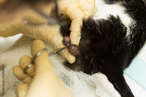 Cat Castration. scissors cut the skin of the testicles photo