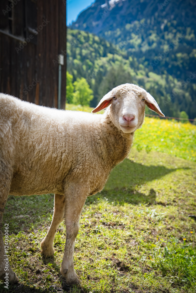 Fototapeta premium Neugieriges Schaf vor einer Hütte auf einer Bergweide