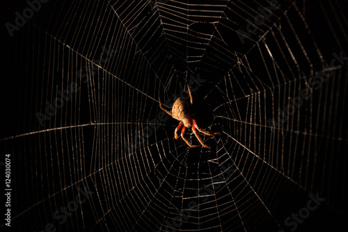 Scary large hairy spider in web at night with black background