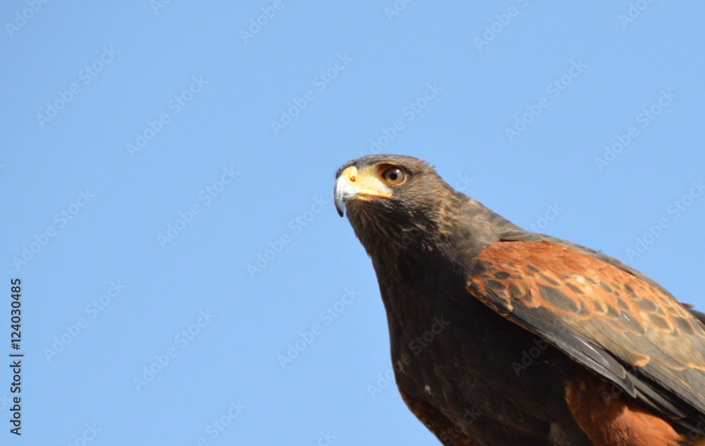 adler adler