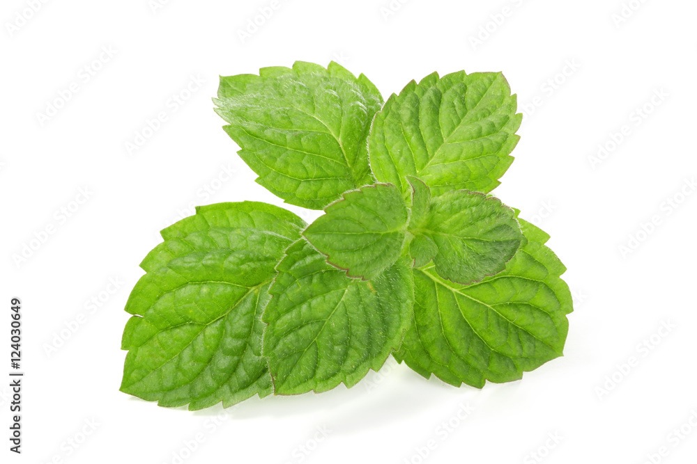 Fresh mint leaves isolated on white background Fresh mint leaves isolated on white background