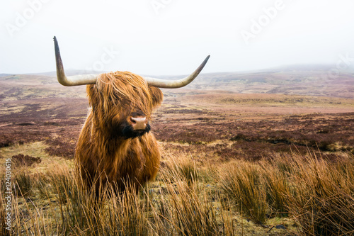 scottish highland cow in field. Highland cattle. Scotland photo