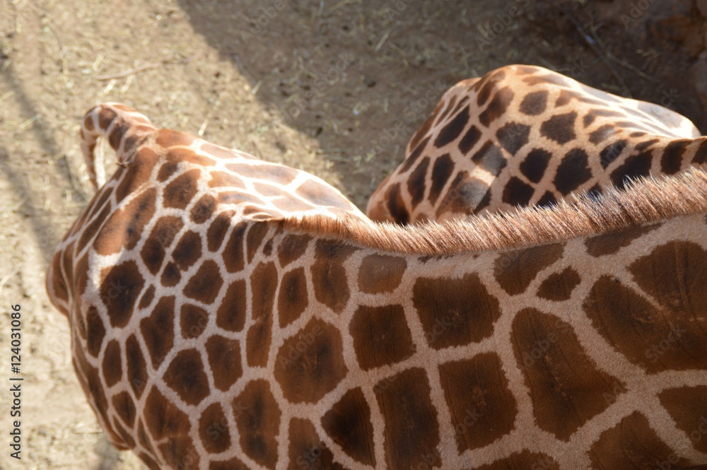 Obraz premium tier natur 