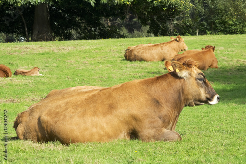 cows and calves grazing in A Coruna mountains  Galicia   Spain