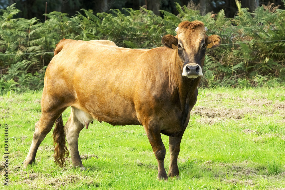 cows and calves grazing in A Coruna mountains, Galicia , Spain