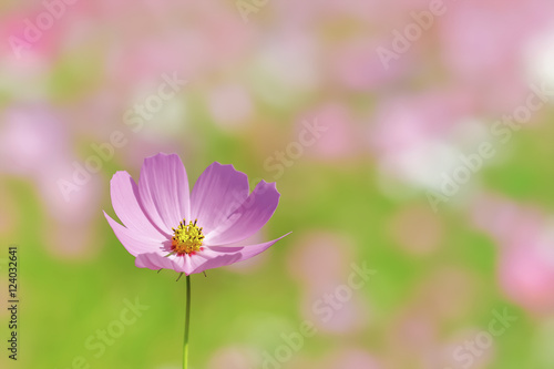ピンク色と赤色のコスモスの花 © kharazono