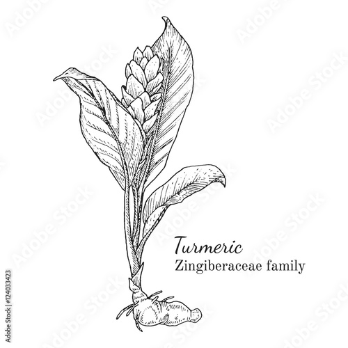 Картината върху платно Ink turmeric herbal illustration