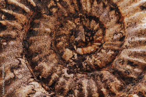 Foto ammonites fossil background