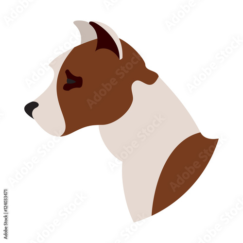 Dog head american pitt bull terrier