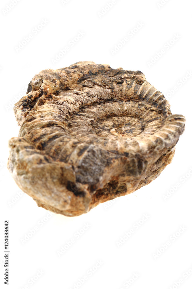 ammonites fossil isolated