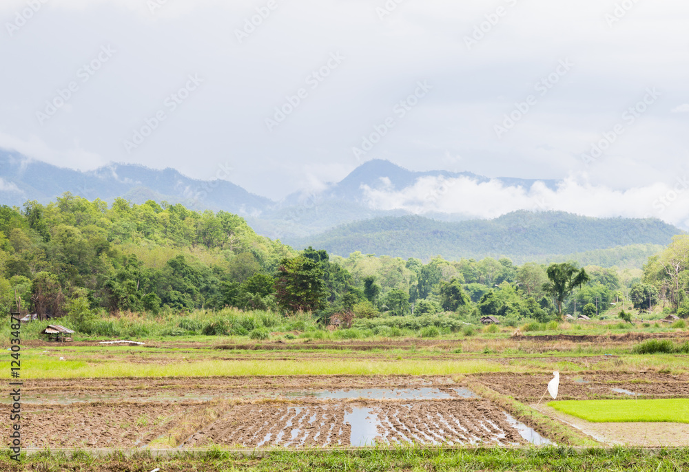 Arable farming rice