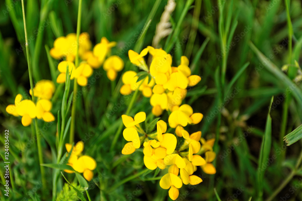 Yellow flower