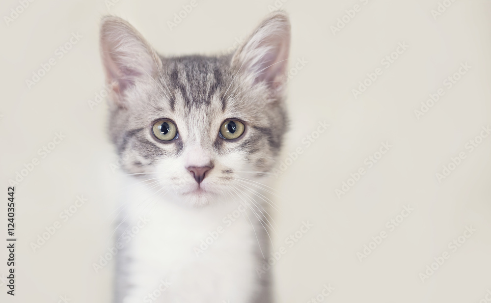 Cute kitten Cute kitten