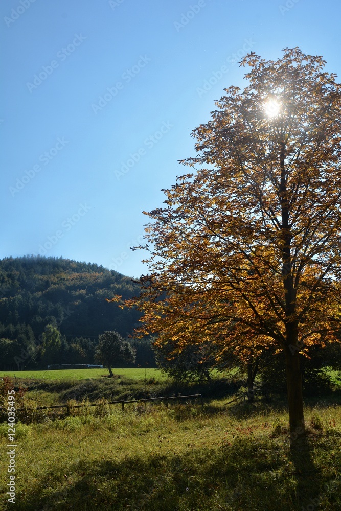 Herbstliche Landschaft mit Bäumen, blauem Himmel und strahlende Sonne Herbstliche Landschaft mit Bäumen, blauem Himmel und strahlende Sonne
