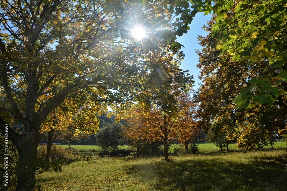 Herbstliche Landschaft mit Bäumen, blauem Himmel und strahlende Sonne