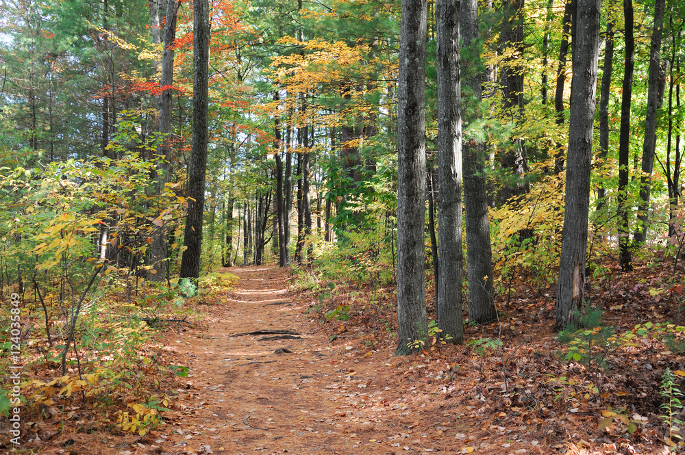 Naklejka premium szlak z opadłych liści w jesiennym lesie