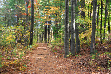 trail with fallen leaves in the autumn woods