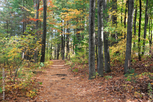 trail with fallen leaves in the autumn woods
