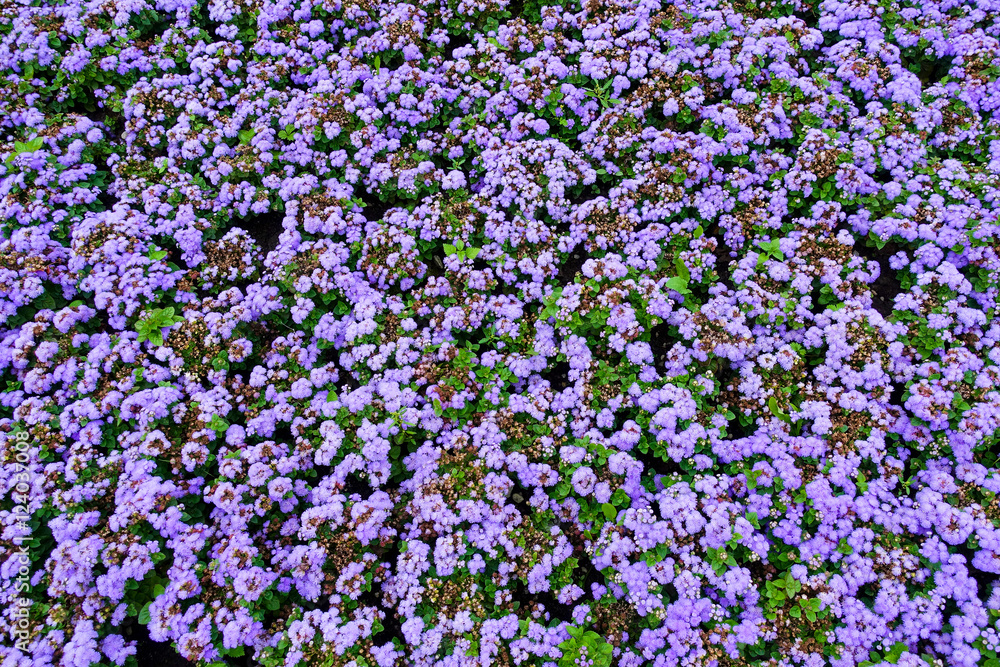 Obraz premium Flowers Ageratum