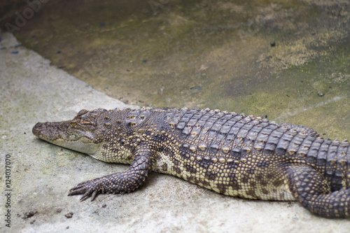 Crocodiles Resting at Crocodile Farm in pond