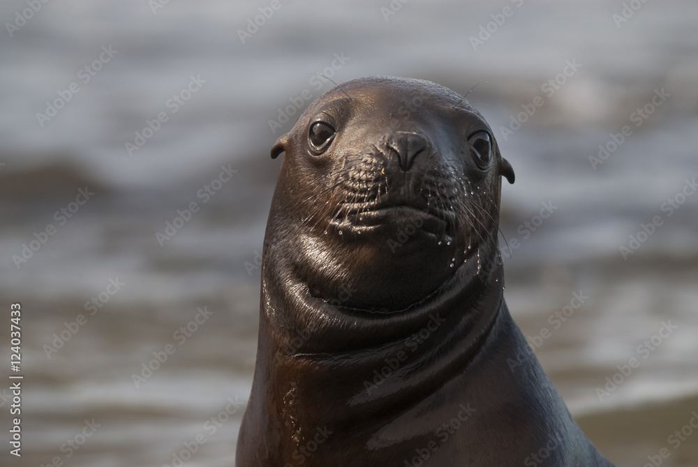 Obraz premium SOUTH AMERICAN SEA LION pup,Peninsula Valdez, Chubut,Patagonia ,Argentina