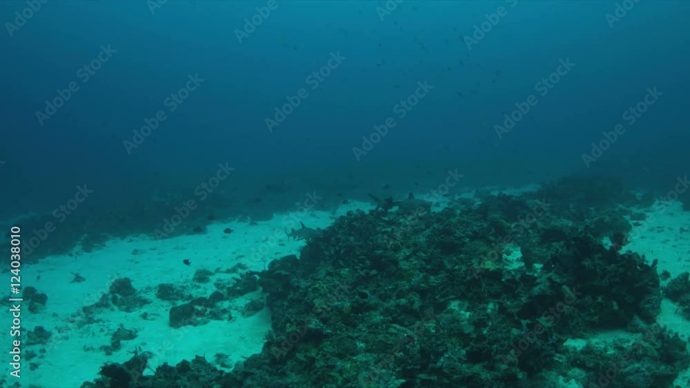 Coral reef with sandy areas, Whitetip Reef Sharks and Triggerfishes. 4k footage Coral reef with sandy areas, Whitetip Reef Sharks and Triggerfishes. 4k footage