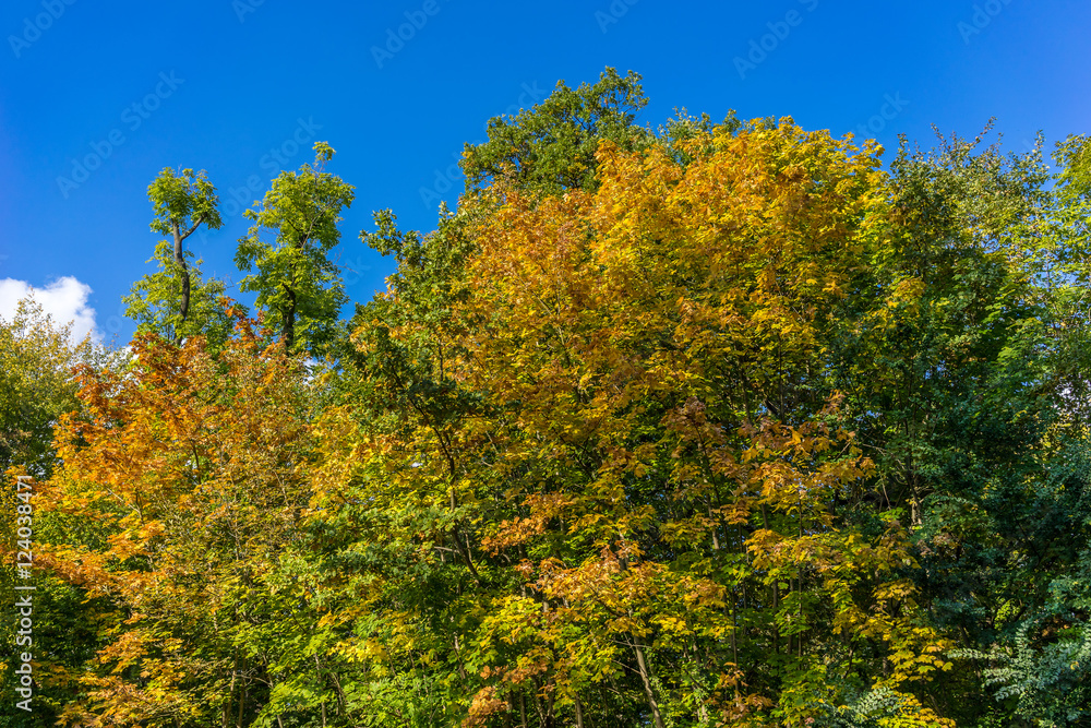 Herbst im Wald mit farbenfrohem Laub

