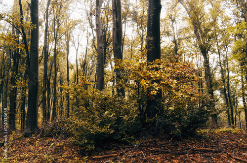 vivid autumn autumn foliage in forest