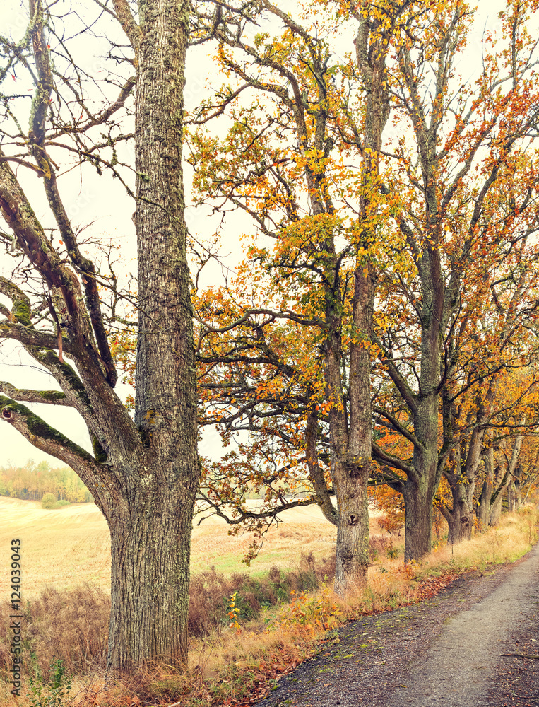 Fototapeta premium Autumnal motif with countryside road 