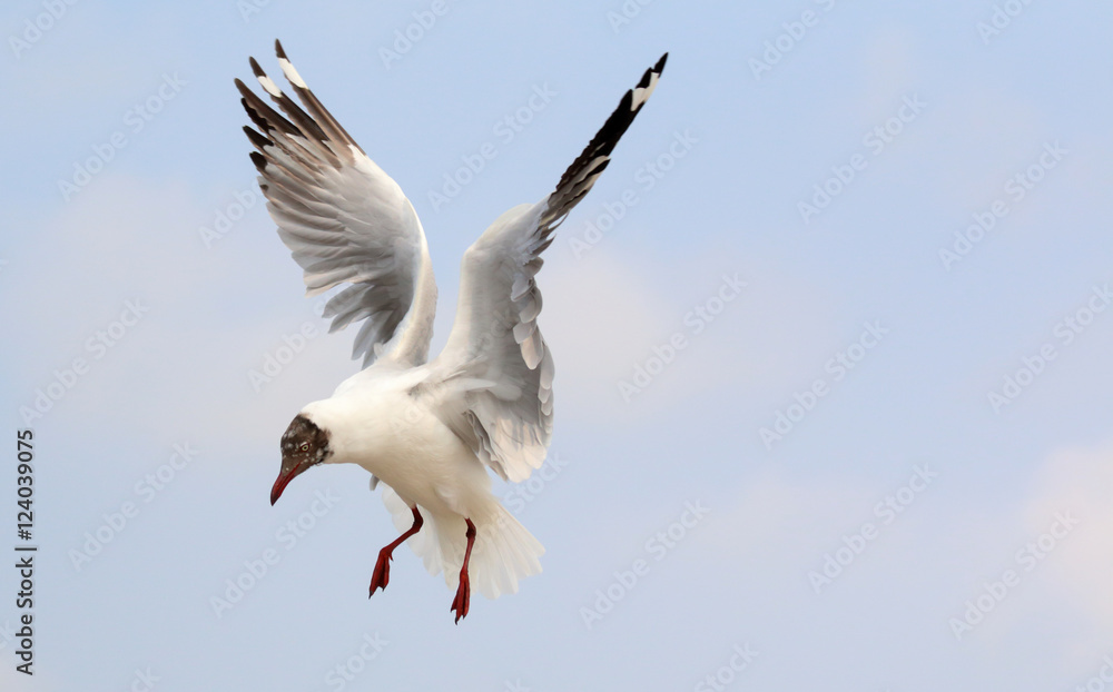 Seagulls fly in the sky at Bang Pu,Thailand. Seagulls fly in the sky at Bang Pu,Thailand.