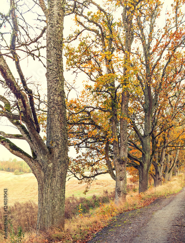 Autumnal motif with countryside road 