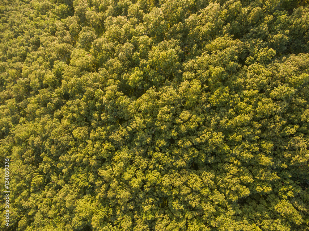 Naklejka premium Top view of the tops of deciduous trees.