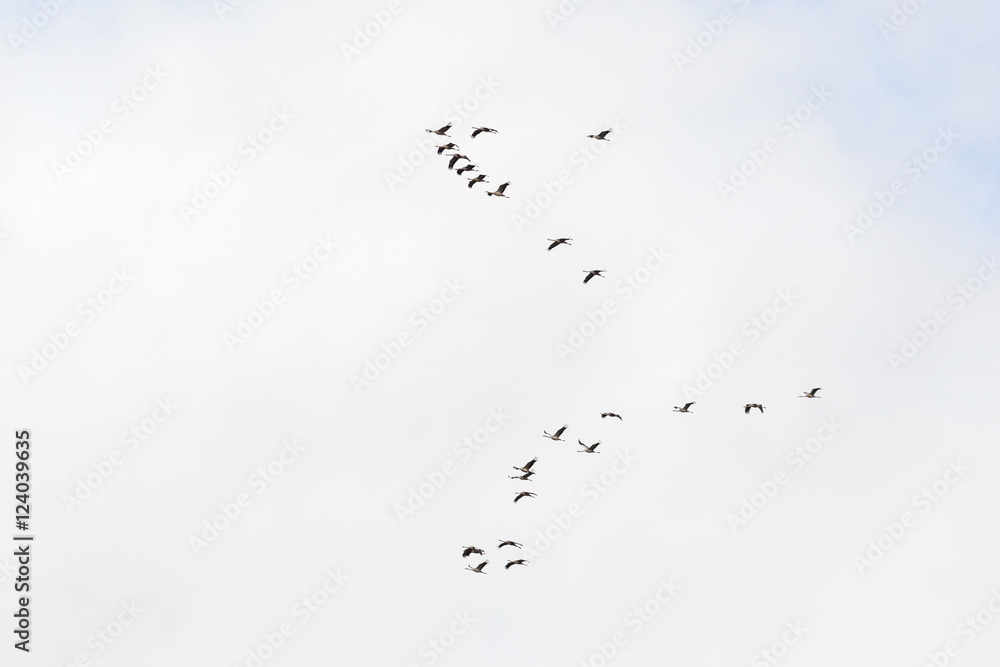 Obraz premium Cranes in the sky