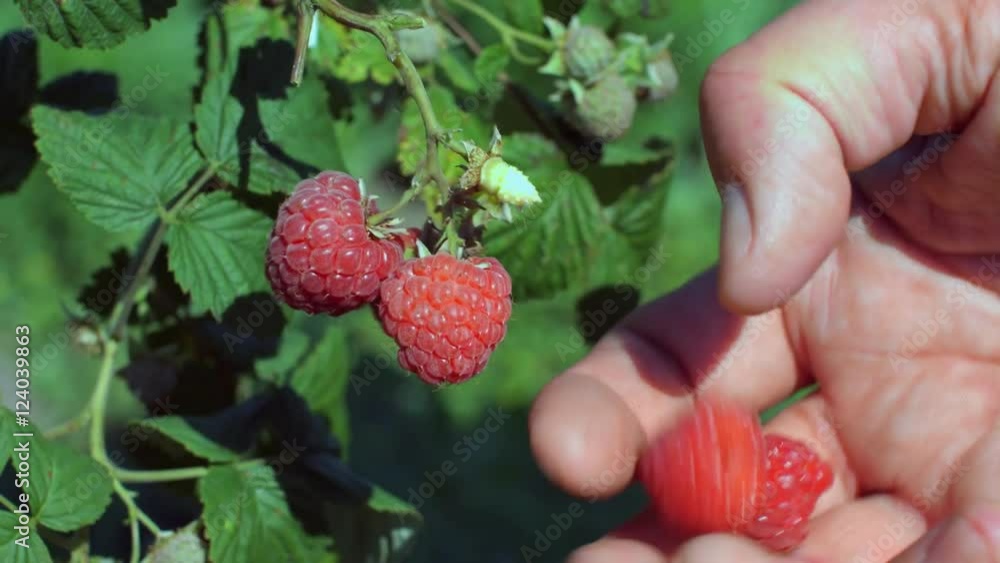 Pick up raspberry from branch Pick up raspberry from branch