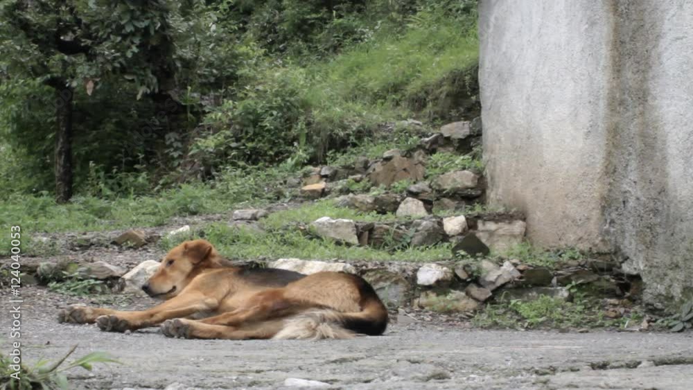 Brown stray dog sleeps in concrete rubble.